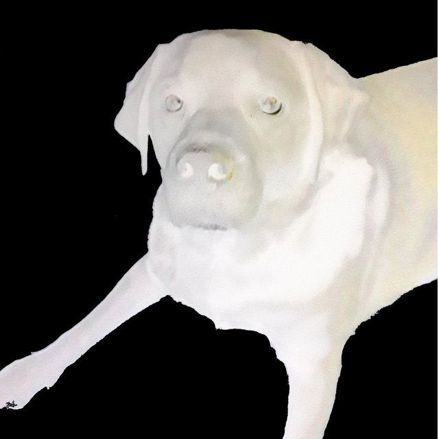 Dog Dynamics