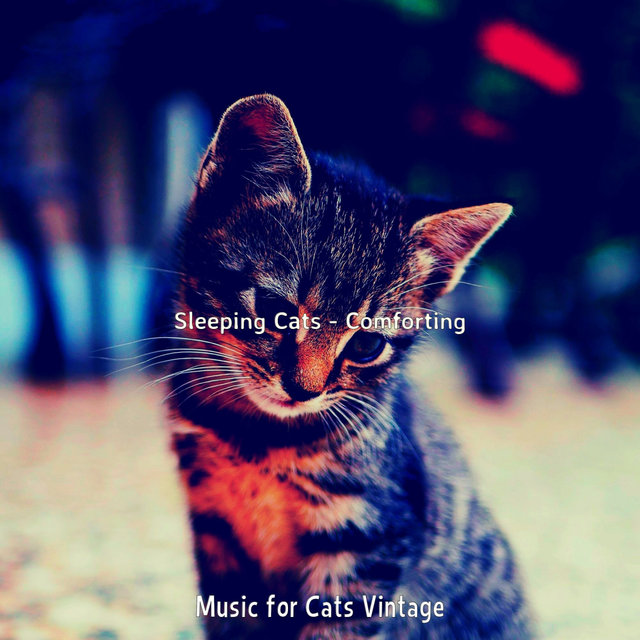 Sleeping Cats - Comforting