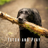 Serene Canine Chillout