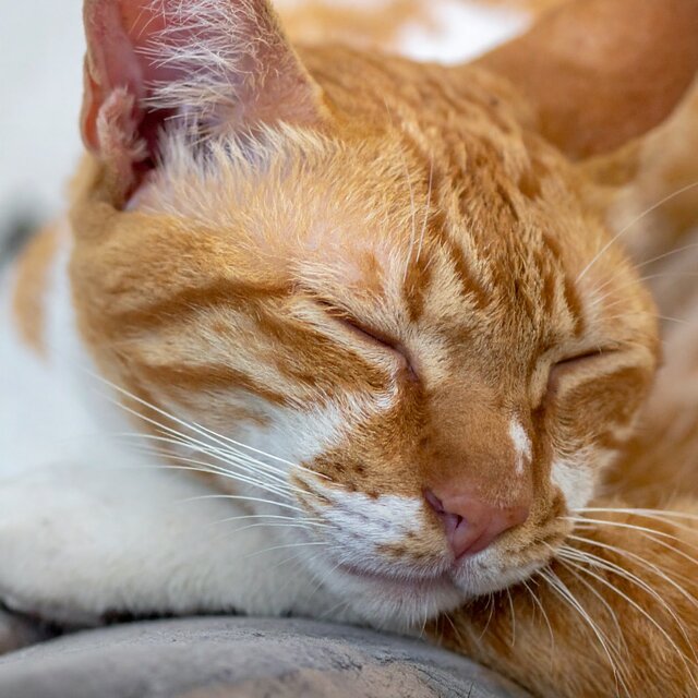 Sonidos Tranquilos Para Gatos Serenos