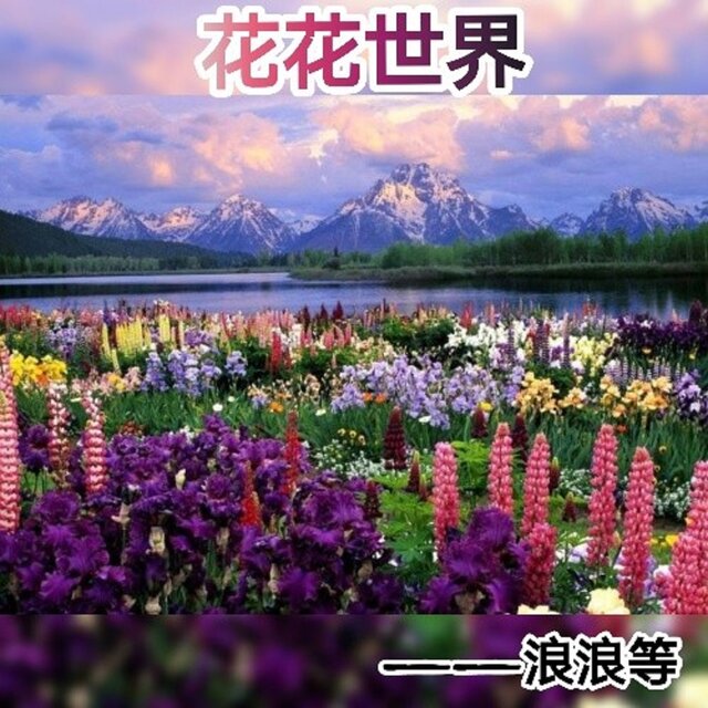 花花世界