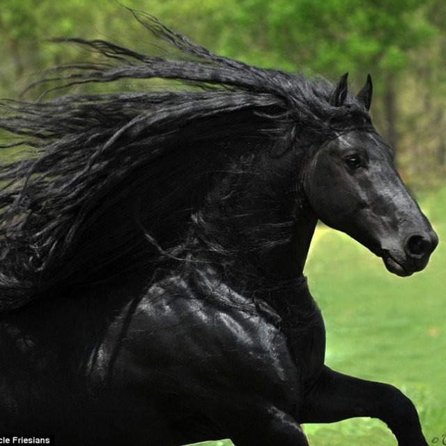 Race Horse