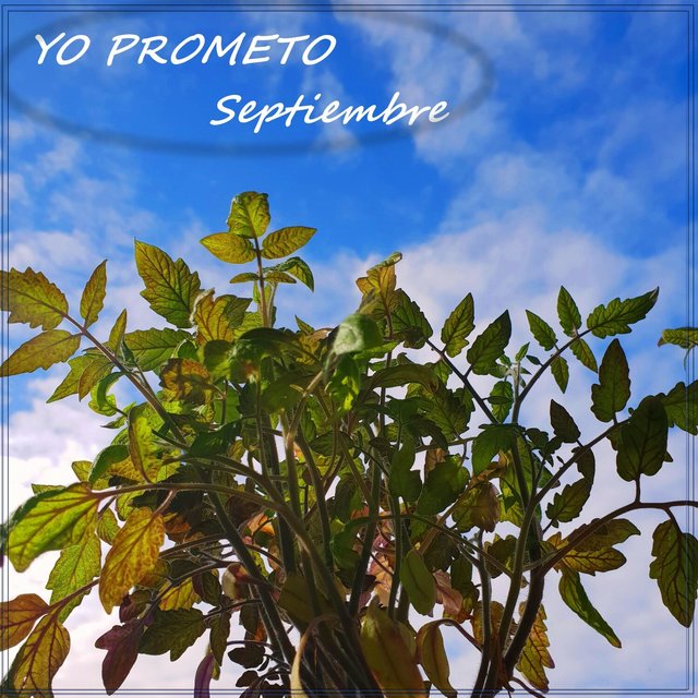 Yo Prometo (En Vivo)