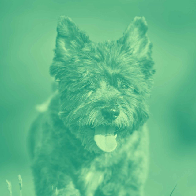 Cultured Background Music for Wonderful Doggies