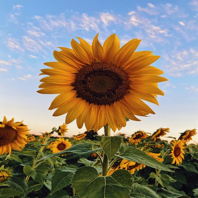 Sunflower (Cover)