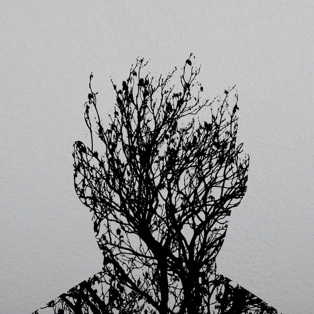 Woodcutter's Lies