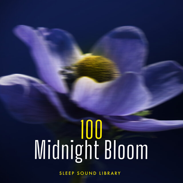 100 Midnight Bloom