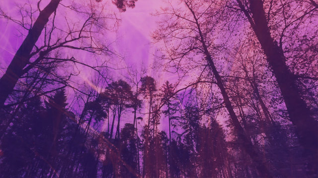 The Woman Who Planted Trees
