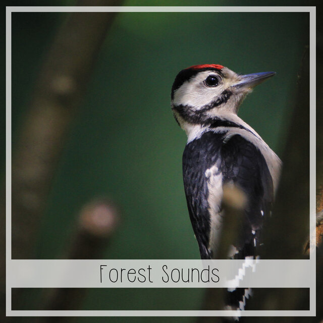 Forest Sounds: Two Hours with Chirping Birds