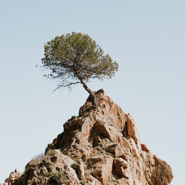 The Oak Tree