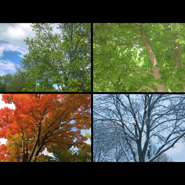 Seasons LP (Seasons LP)
