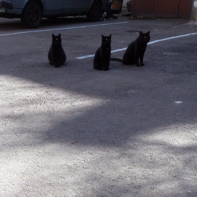 Triserica Neagră