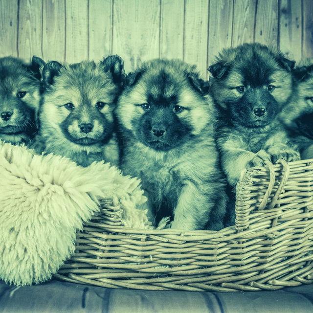 Music - Resting Puppies