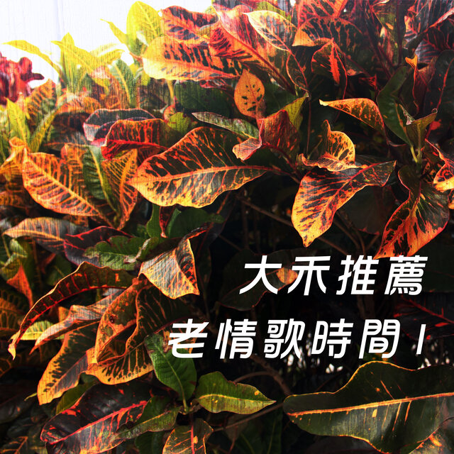 大禾推薦 老情歌時間-1