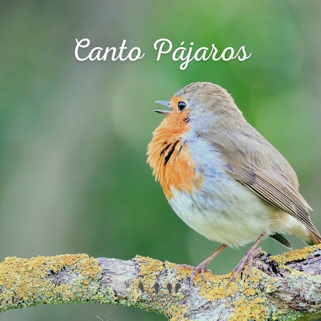 Canto Pájaros