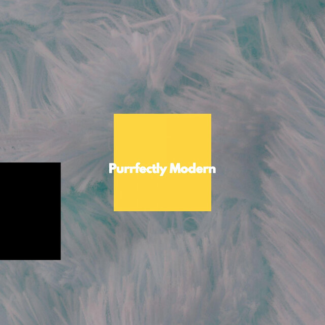 Purrfectly Modern