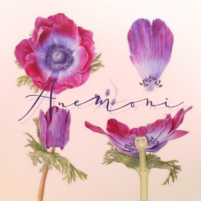 ANEMONI