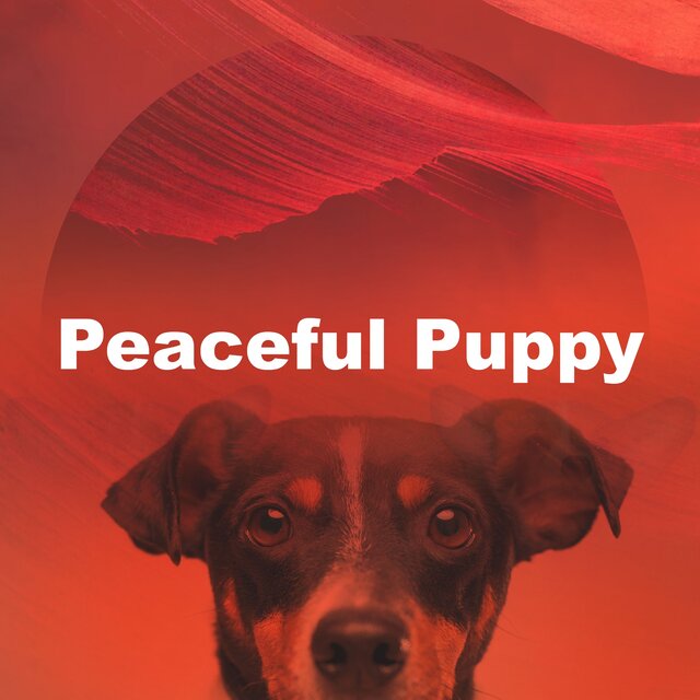 Peaceful Puppy