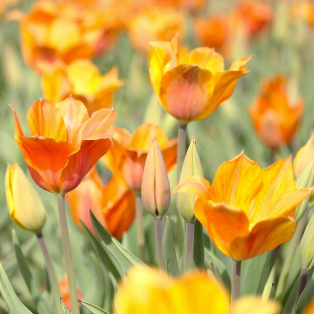Swaying in the Sun