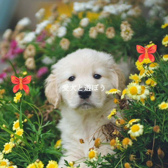 愛犬と遊ぼう