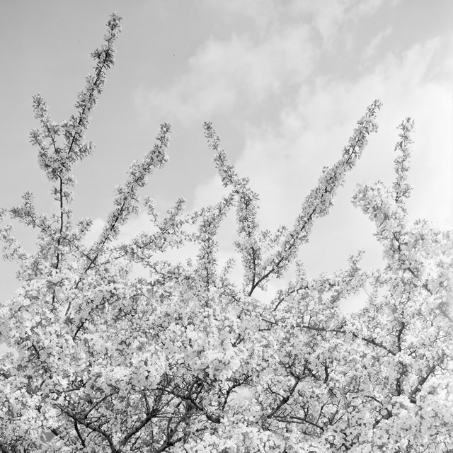 White Leaves