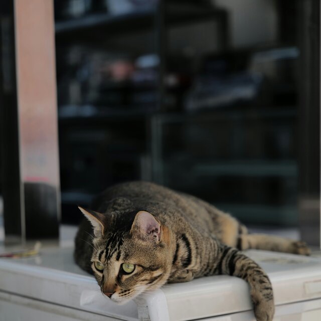 Melawan