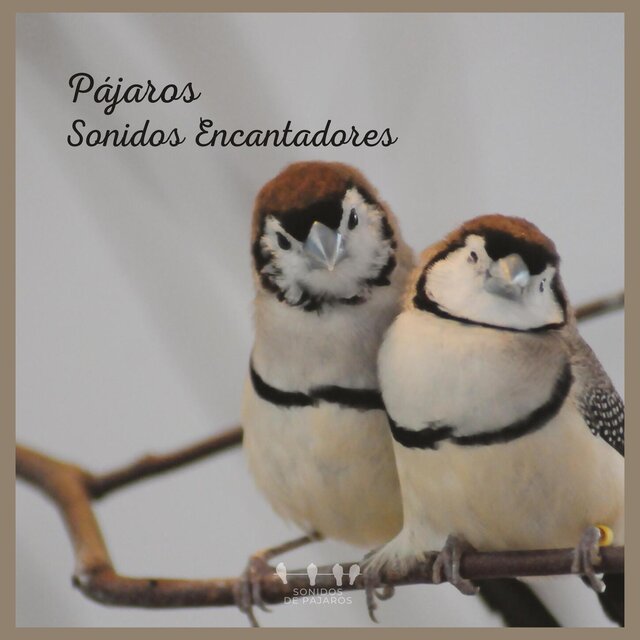 Pájaros: Sonidos Encantadores