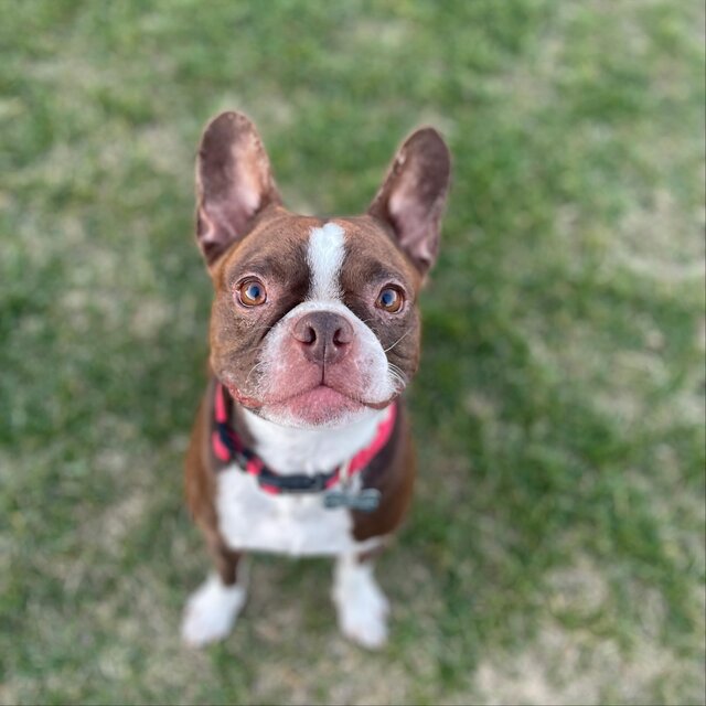 GREGORY