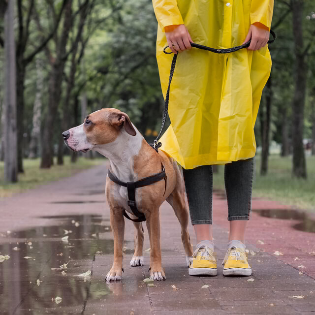 Rainy Walks: Chill Ambient Music for Dogs