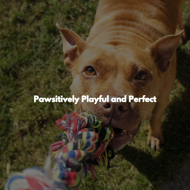 Pawsitively Playful and Perfect