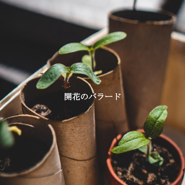 開花のバラード
