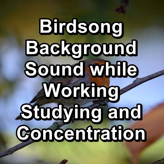 Birdsong Background Sound while Working Studying and Concentration