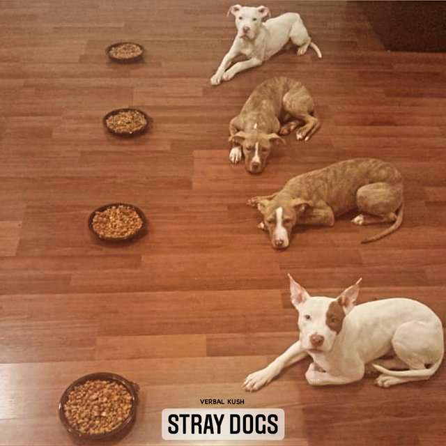 Stray Dogs