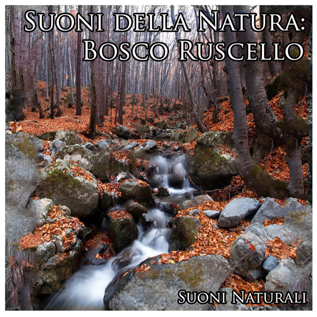 Suoni della Natura: Bosco Ruscello