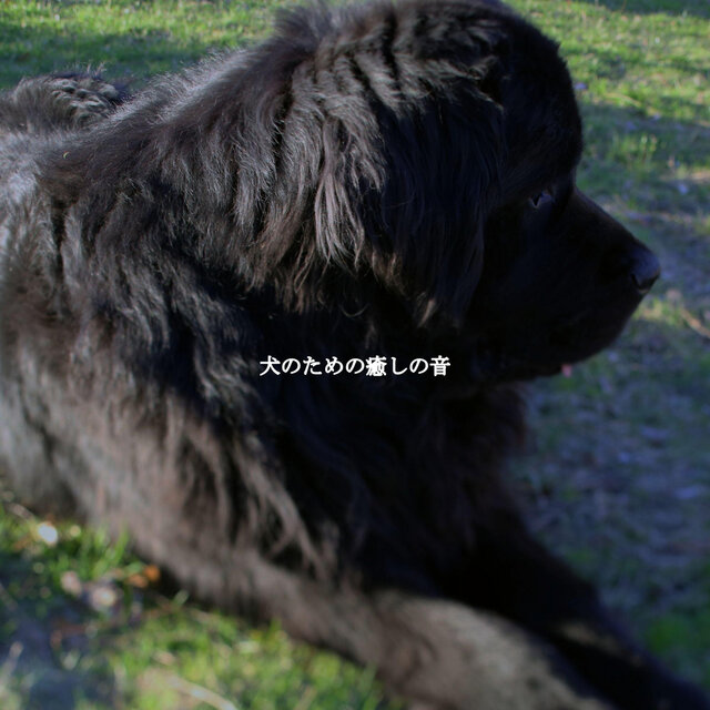 犬のための癒しの音