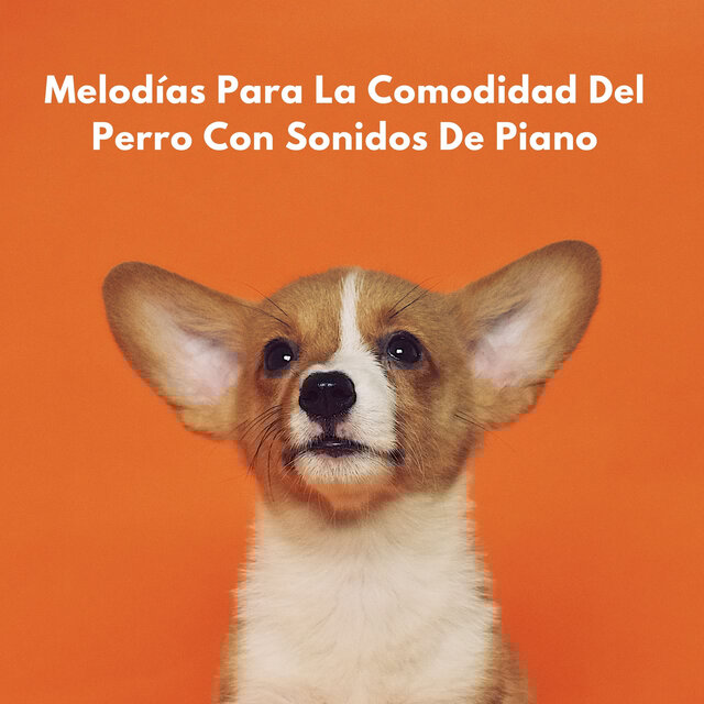 Melodías Para La Comodidad Del Perro Con Sonidos De Piano