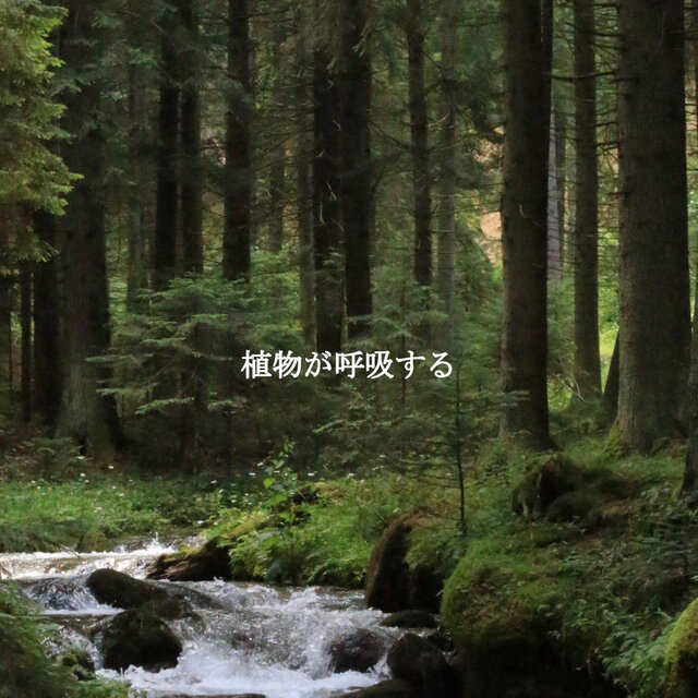 植物が呼吸する