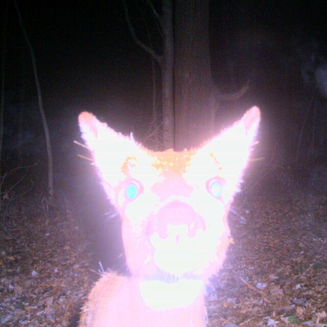 Trailcams