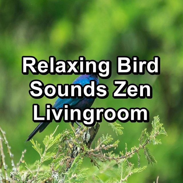 Relaxing Bird Sounds Zen Livingroom