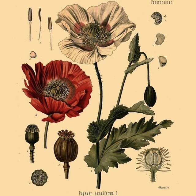 Poppy Seed