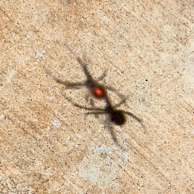 SpYda