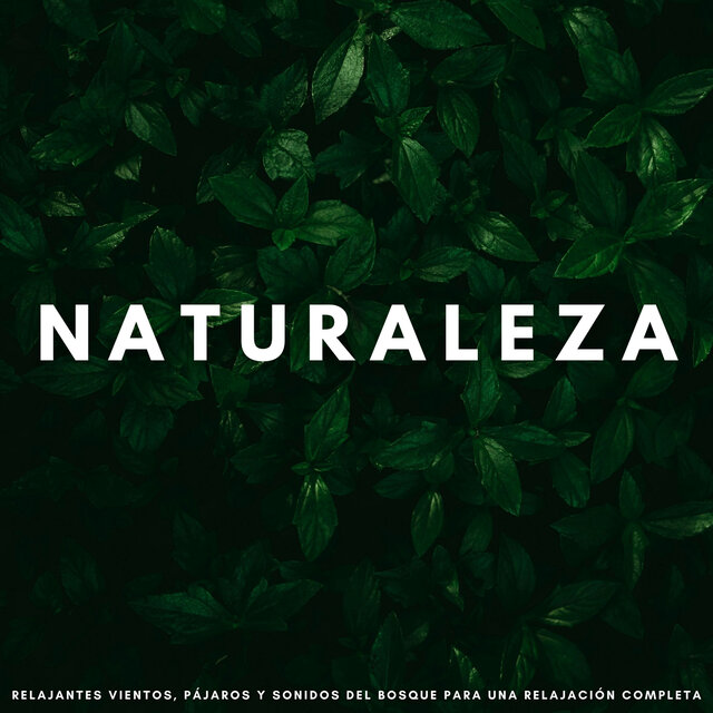 Naturaleza: Relajantes Vientos, Pájaros Y Sonidos Del Bosque Para Una Relajación Completa