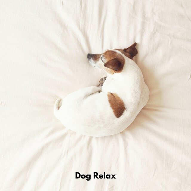 Dog Relax