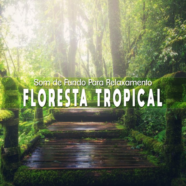 Som de Fundo para Relaxamento: Floresta Tropical