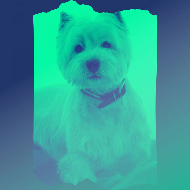 Music for Sleeping Dogs