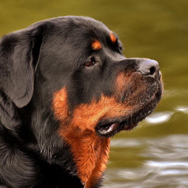 Rottweiler