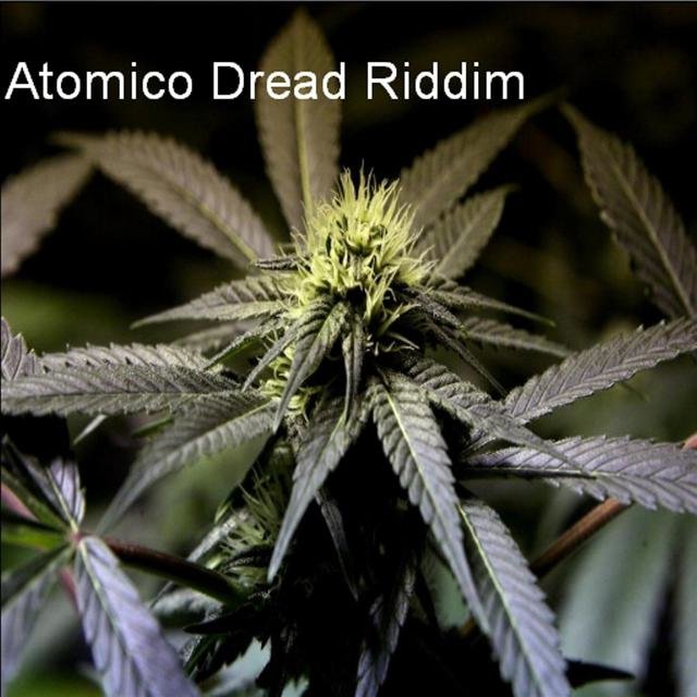 Atomico - Dread Riddim, Pt. 2
