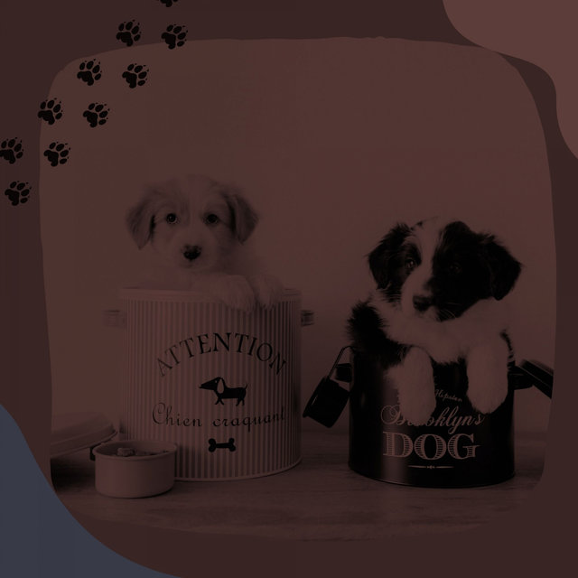 Music for Sleepy Dogs (Glockenspiel Music)