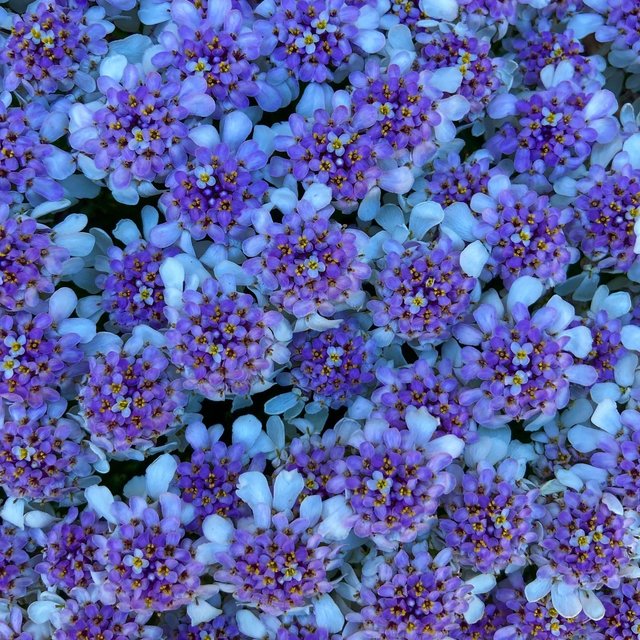 Sweet Pollination