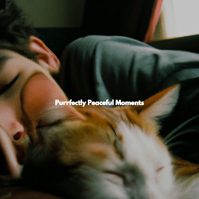 Purrfectly Peaceful Moments